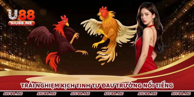 Trải nghiệm kịch tính từ đấu trường nổi tiếng đá gà Thomo